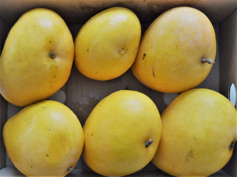 How to choose Mangoes? Felicity Plus